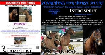SEARCHING FOR HORSE Introspect, $1500.00 REWARD  Near Louisa, VA, 23093